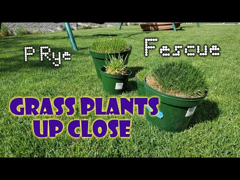 , title : 'Perennial Rye vs Tall Fescue: Differences Up Close & Compared'