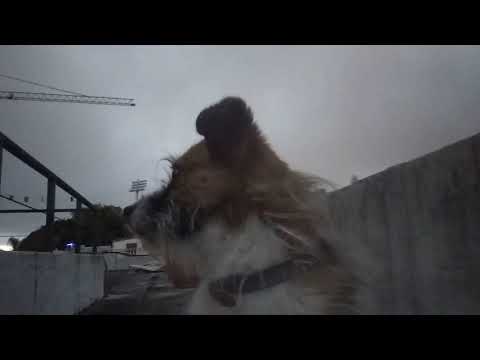 Ernesto Díaz, Alessandro Podestá y Guzmán Rivero - Sombra de los dias a venir