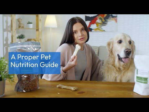 A Proper Pet Nutrition Guide for your Furry Friends