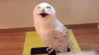 Bird sounds like human laughter