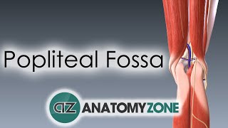 Popliteal Fossa