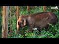 Wild Elephant At Munnar
