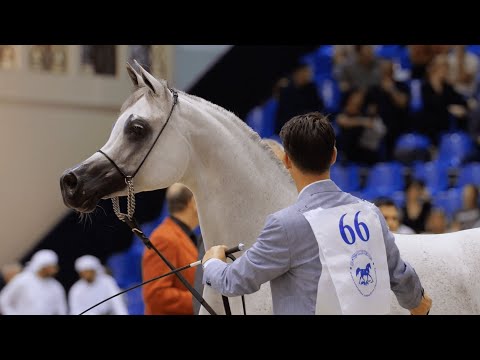 DUBAI STUD - Achievements, Day 1 of the Dubai International Championship 2023