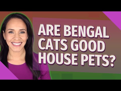 Are Bengal cats good house pets?