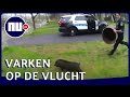 Ontsnapt varken houdt Amerikaanse agenten drie kwartier bezig | NU.nl