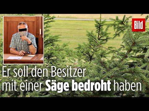 Irrer Weihnachtsbaum-Klau vor Gericht: Rentner soll versucht haben, eine Fichte zu entwenden