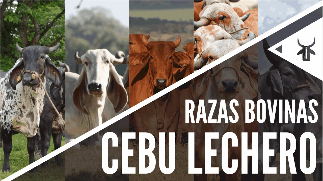 Razas cebu con aptitud lechera
