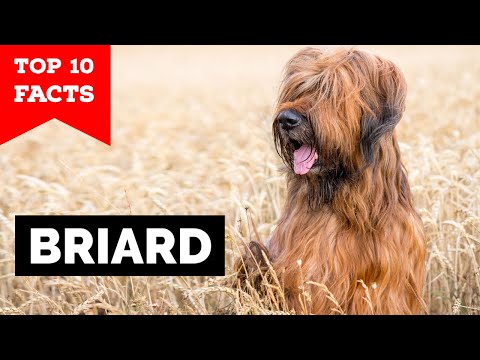 Briard - Top 10 Facts