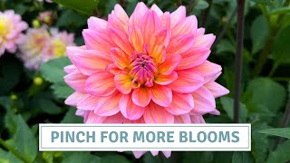 How to Pinch Dahlias for More Blooms + Spotting Dahlia Gall // Cottoverdi