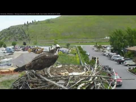 Hellgate ospreys 5.26.16 1128am nice big headless fish for Iris