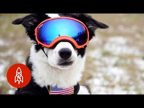 Meet the Dog Protecting Planes From Bird Strikes