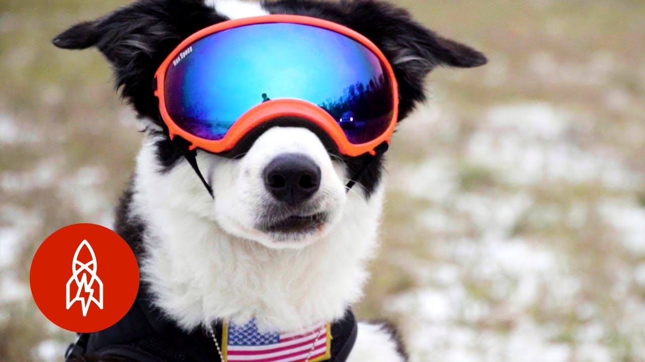 Meet the Dog Protecting Planes From Bird Strikes