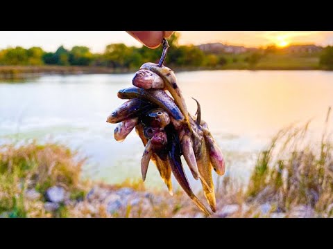 Fishing Big Muddy BACKWATERS for BIG Feeding FISH!!! (Catch Clean Cook!!)