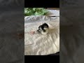Howto Repair Your Baby Chicks Splayed Leg Efficiently And Quickly Chicken Poultry Splay Leg