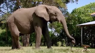 Meet the Neighbours | Banded Brothers | BBC Earth