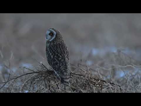 Mosehornugle kalder i mørket
