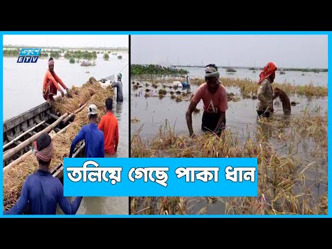 চলনবিলের নিম্নাঞ্চল প্লাবিত