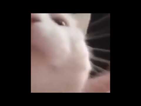 Los Lobos Stevie Wonder