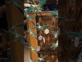 Avatar Merchandise At Animal Kingdom’s Pandora Flights Of Passage Store #shorts
