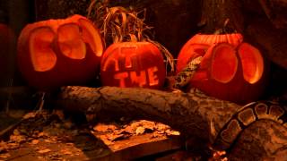preview picture of video 'It's time to say BOO! at The Calgary Zoo'
