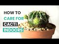 BEST TIPS HOW TO CARE FOR CACTI INDOORS CACTUS CARES