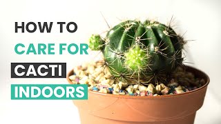 BEST TIPS | HOW TO CARE FOR CACTI INDOORS | CACTUS CARES