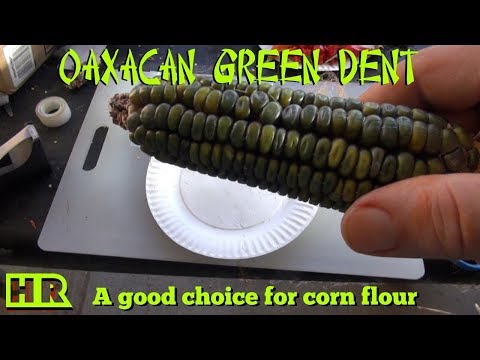 , title : '⟹ Oaxacan Green Dent Corn From Mexico | Corn Review | HRSeeds'