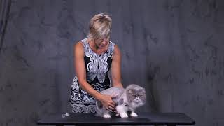 Feline Lion Cut Tips with Danelle German