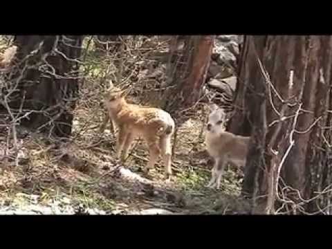 The Ghost of the Caucasus: The Bezoar Goat