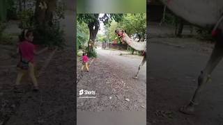 Download lagu Haider Mola Ali 😍 #shorts mp3