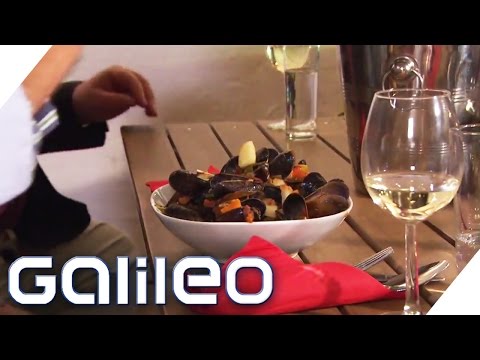 Harvesting the Baltic Mussel | Galileo | ProSieben