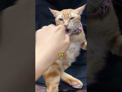 A brain-dead cat.#foryou #animals #cute