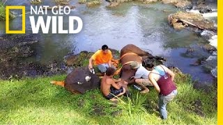 Lame Horse Emergency | Aloha Vet