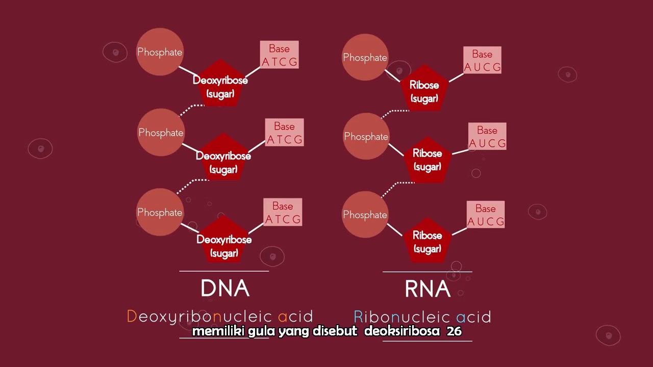 Apa itu RNA Sub Indo