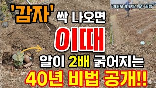 감자 싹 올라올 때 '이것' 안 하면 1년 농사 후회합니다! (아버님의 40년 비법)