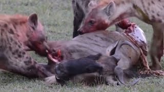 Hyenas vs. Wildebeest & Rhinoceros in the Battle for Survival