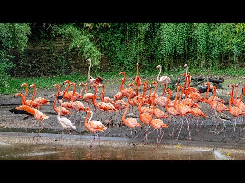 Caribbean Flamingos, Sony A1/Sony Alpha1, 4k Frame Animation