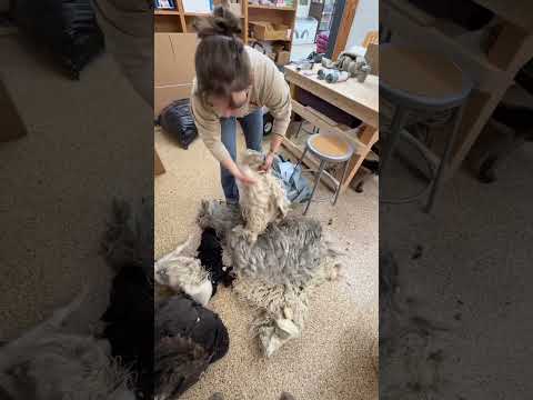 And the "dirty" wool will be sold asthe best seed starter/all naturalfertilizer there is!