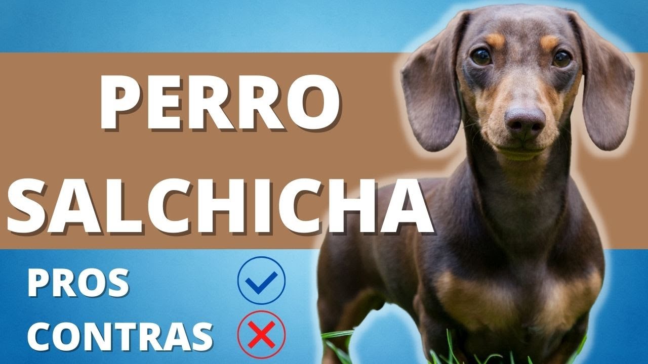 PERRO SALCHICHA Pros Y Contras ❤️ Caracteristicas Del Perro Dachshund o Teckel ❤️ PERROS HERMOSOS