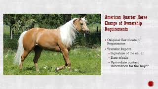 AQHA Transfer Report Guide