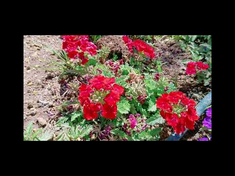 Praça da Constituição Torrevieja