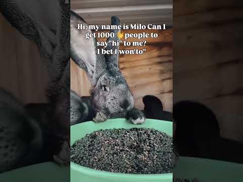 PayPal link in my bio #blackamericans #usa #animal #rabbit #california #losangeles #newyorkcity