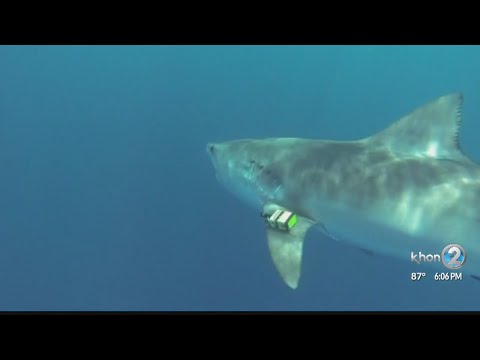 Man dies after shark attack near Kaanapali on Maui