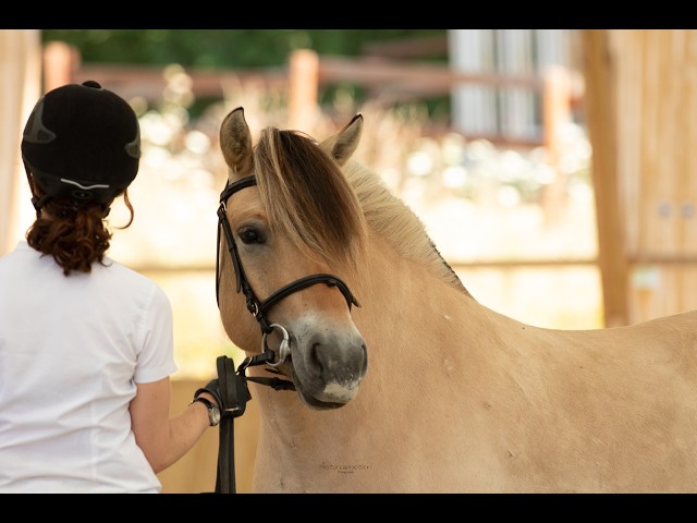 Ponette - Fjord - 8 ans - Dressage & Loisir - France