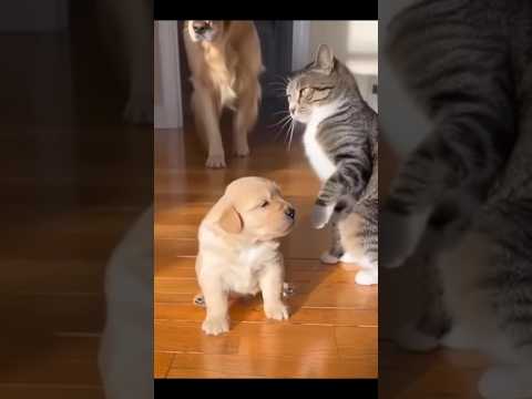 【どないやねん】#ねこ #猫 #ネコ #犬 #いぬ #イヌ #ゴマスリ #shorts #comedy #わかりやすい #爆速 #じゃがいも #アフレコ #かわいい #可愛い