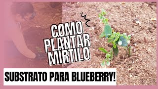 Como preparar o SOLO e plantar MIRTILO/BLUEBERRY! Roando com Eliane