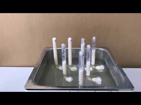 Yeast Fermentation Experiment in Different Concentrations of Sucrose