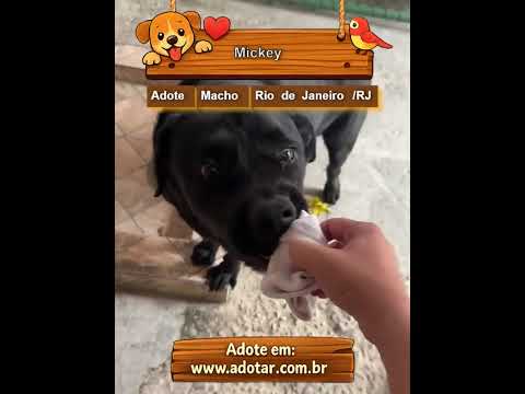 Vídeo de Mickey