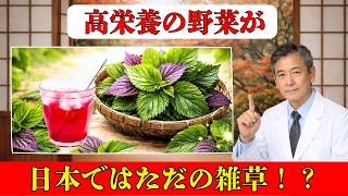 なぜシソは毎日使われるのか？食・健康・栽培すべてを支える自然の知恵|シニア健康