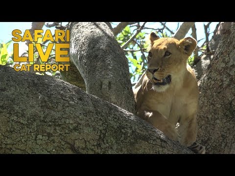 The Cat Report: 9 - 16 June